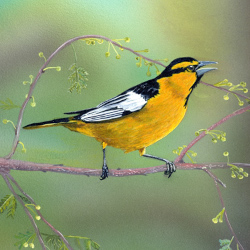 Bullock's Oriole - Spring Song by Steve McAllister